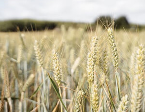 法国职业足球联赛的热门球队有哪些？